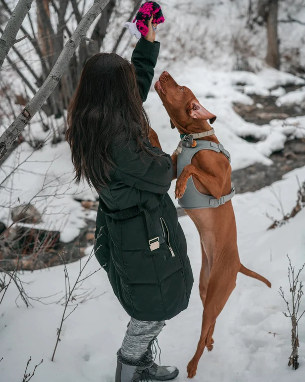 Luna the Vizsla jumping toward a hat during a snowy winter hike