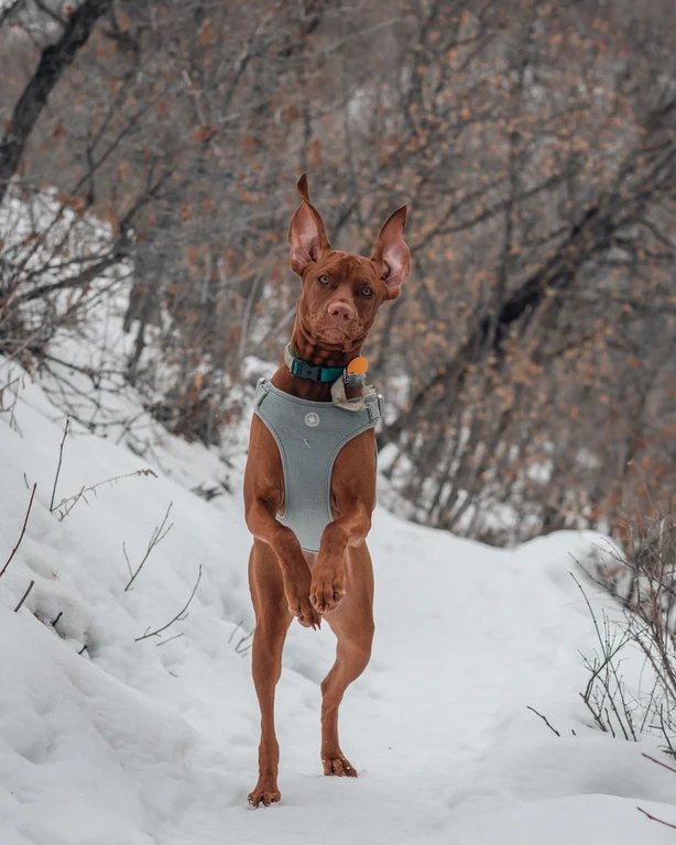 Luna the Vizsla at the top of her stride with her front legs and ears in the air