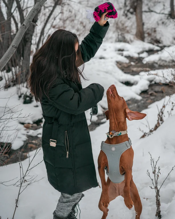 Luna the Vizsla playfully reaching for a hat on a winter hike