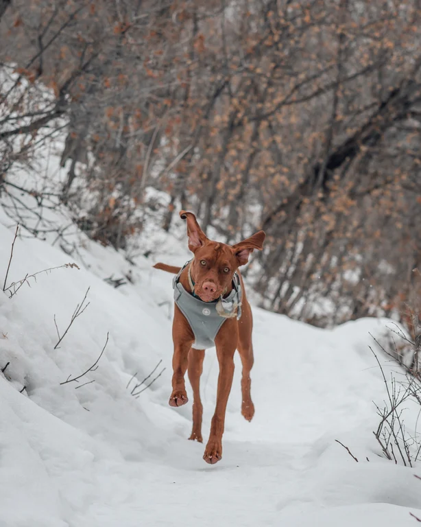 Luna the Vizsla running through snow with her ears lifted in the air