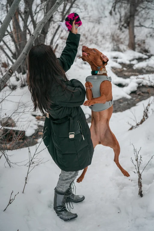 Luna the Vizsla stretching upward to grab a hat in the snow