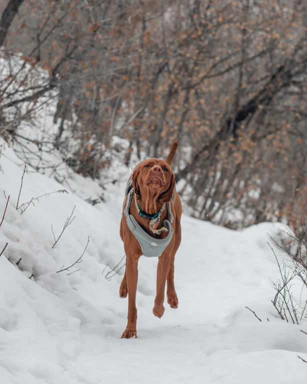 Luna the Vizsla pushing forward through snow with her ears flopping down
